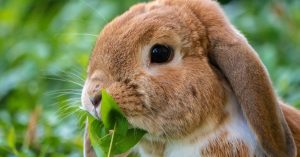vaccinate pet rabbits