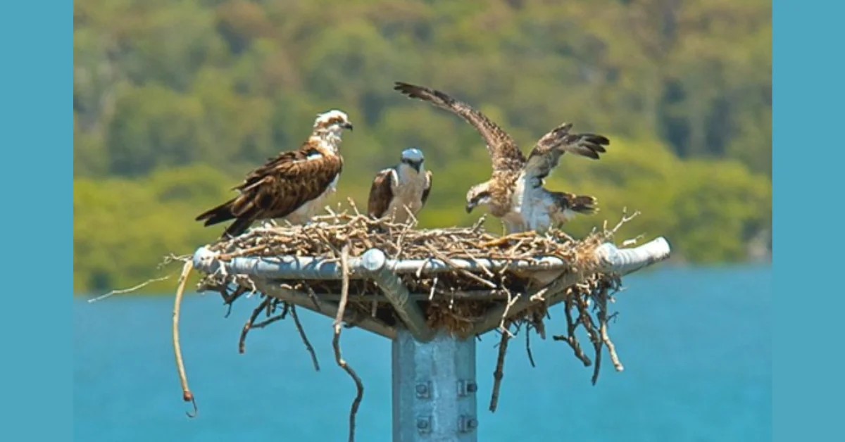 Osprey Nesting Platform Installed in Avalon