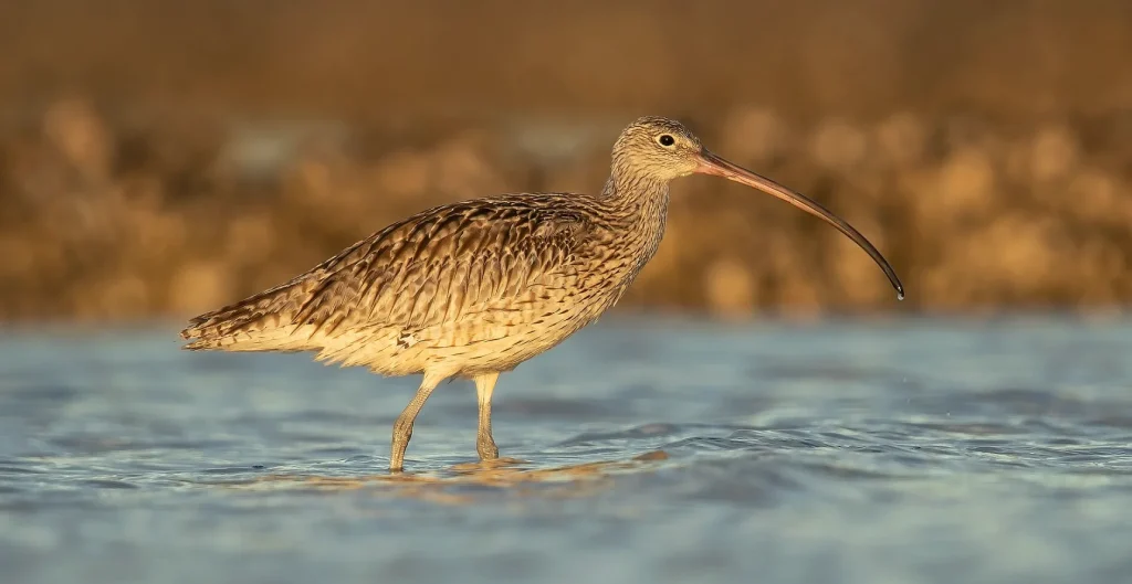 Careel Bay Birdwatching