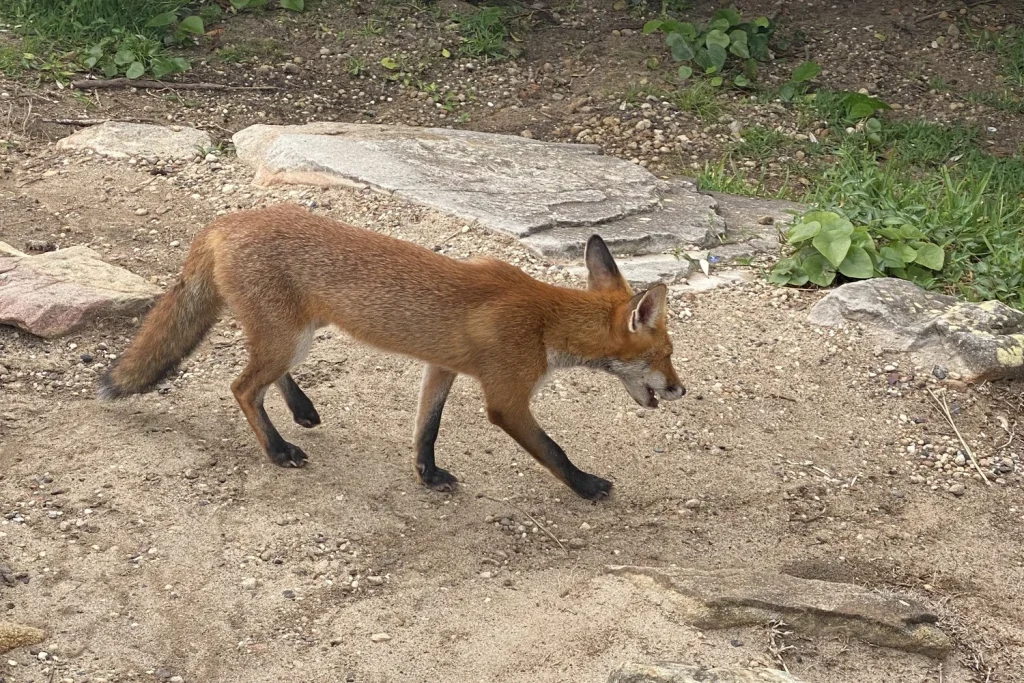Fox sighting 