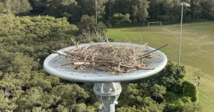 Ospreys