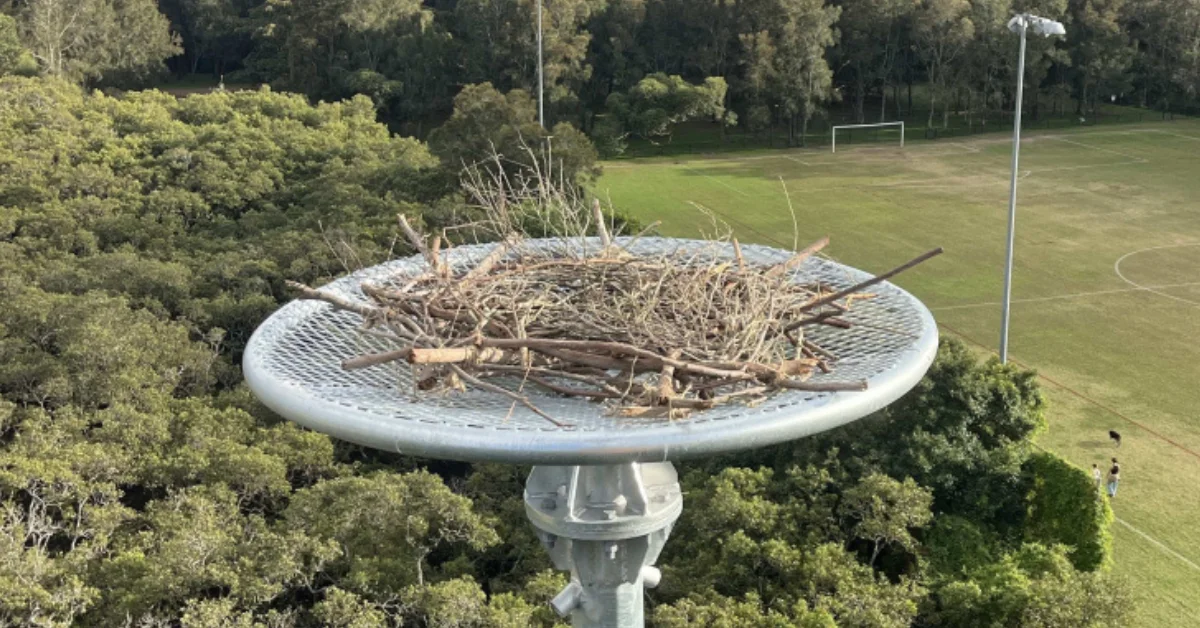 Ospreys